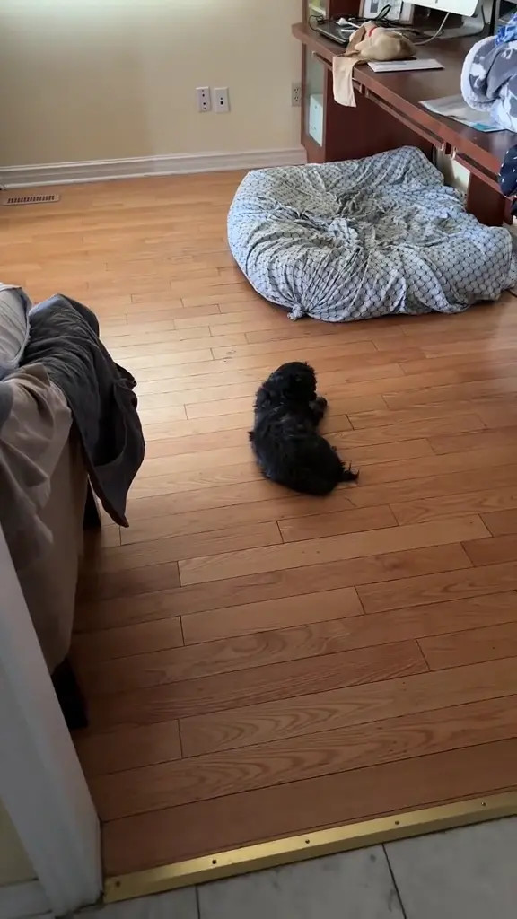 Sabadabadoodle OnlyFans Leaked Nude Video #180841 - ePornLeak