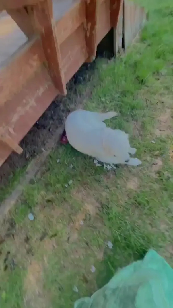 Mikumiku39 OnlyFans Leaked Nude Video #206421 - ePornLeak