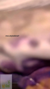 Yarddiestyle1 - smithmelanny90   visit my paid profile so you can see how I have hard